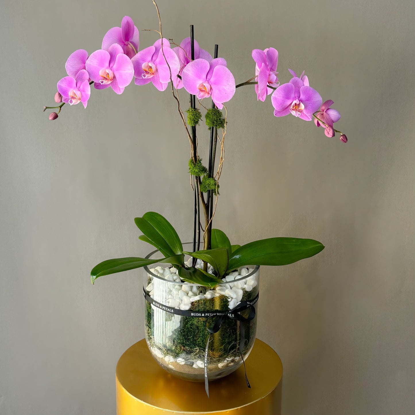 Phalaenopsis Orchids Duo