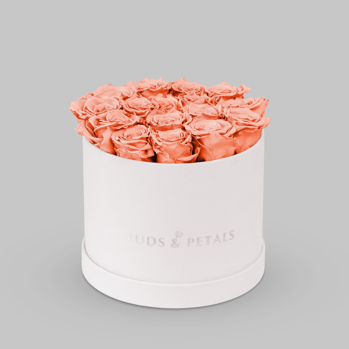 Preserved Roses In a Large Velvet Box BUDS&PETALS