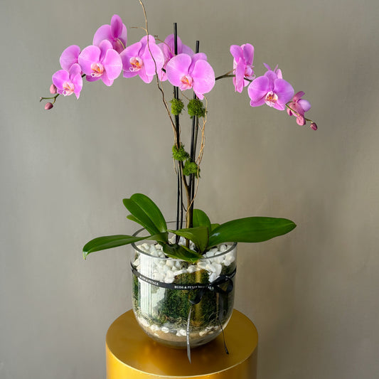 Phalaenopsis Orchids Duo