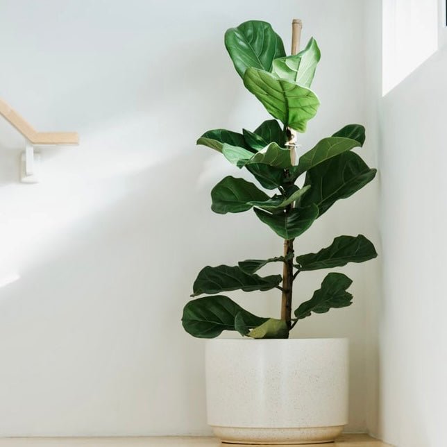 Fiddle Leaf Fig