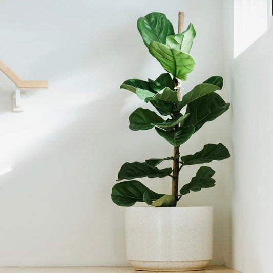 Fiddle Leaf Fig