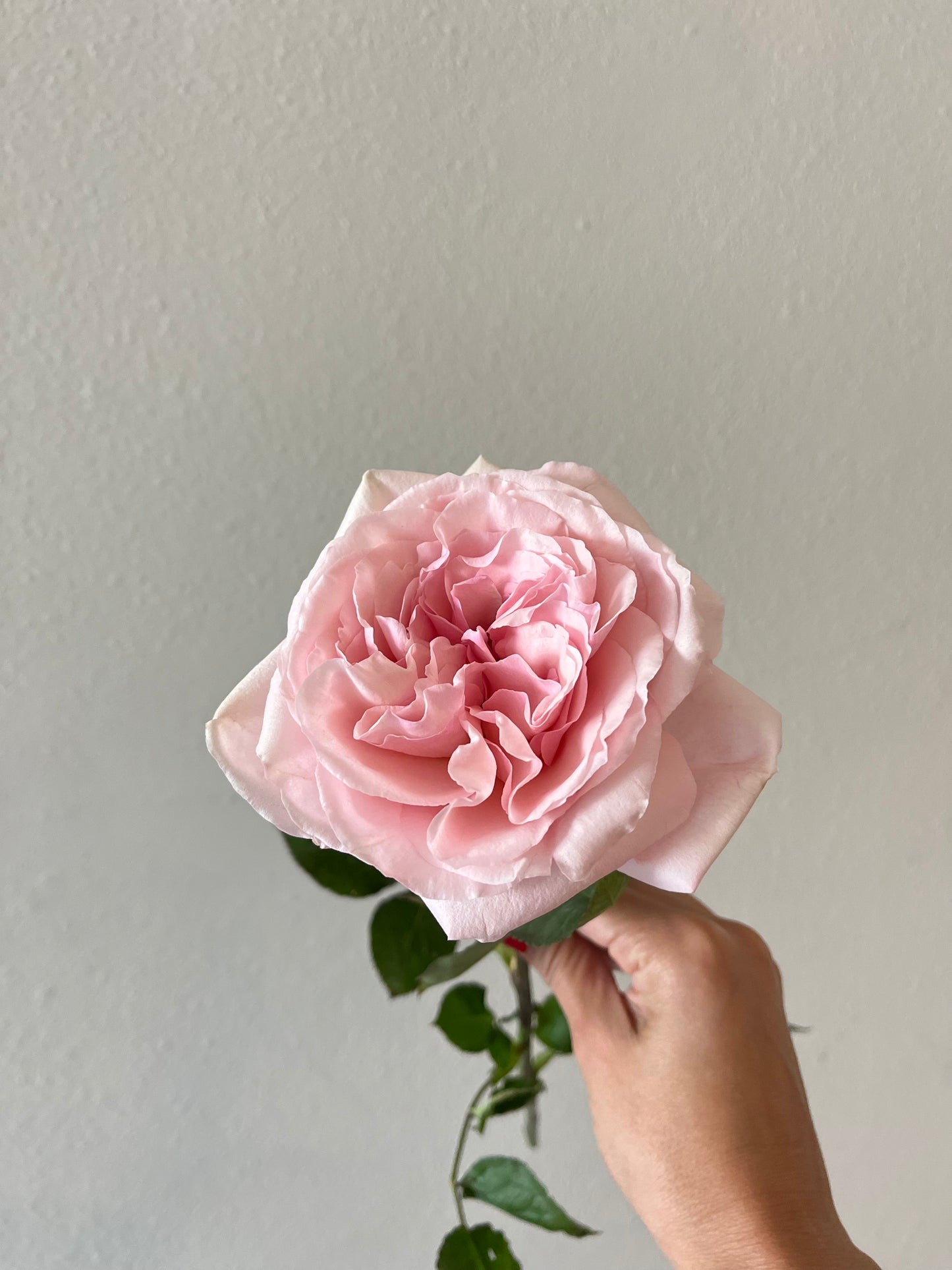 Pink O’Hara Garden Roses Bouquet