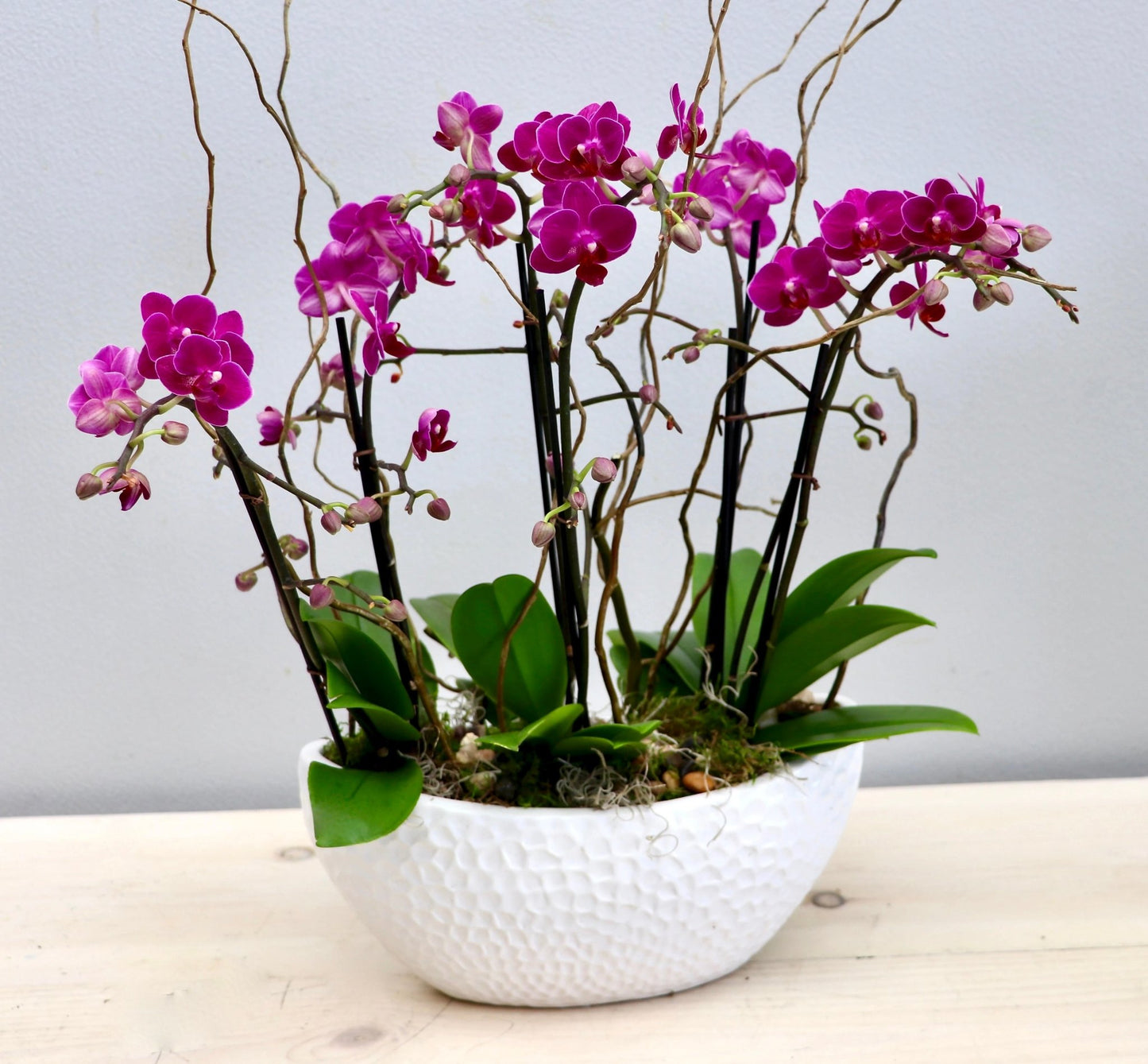 Mini Orchids In a White Vase.